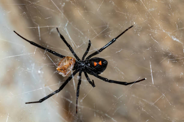 Black widow spiders eating food