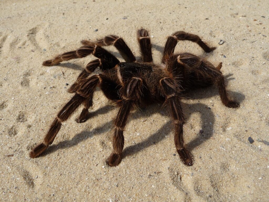 Tarantulas Spider live without food
